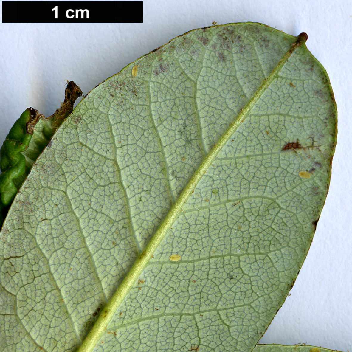 High resolution image: Family: Ericaceae - Genus: Rhododendron - Taxon: temenium - SpeciesSub: var. dealbatum